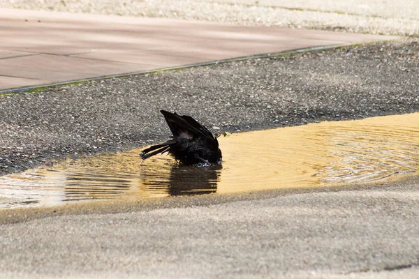 Einem Süddeutschen Park Genießt Schwarzer Vogel Frisches Wasser Vor Regen — Stockfoto