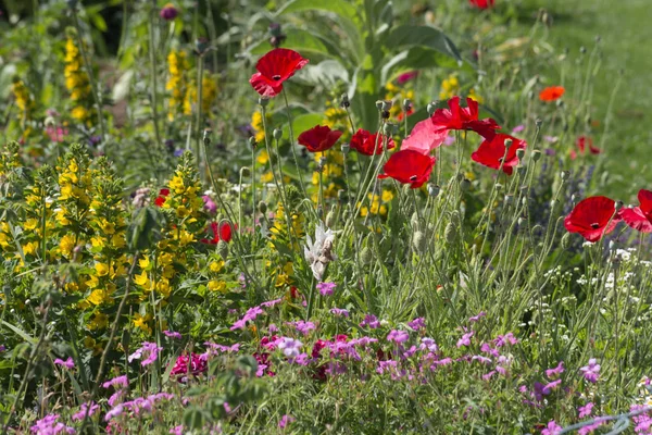 Een Zeer Zonnige Dag Juni Zuid Duitsland Zie Details Kleuren — Stockfoto