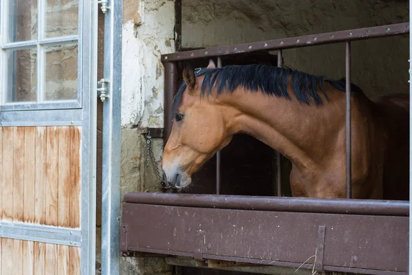Paard Stoeterij Voorjaar Maand Kan Zuid Duitsland Platteland Een Dag — Stockfoto
