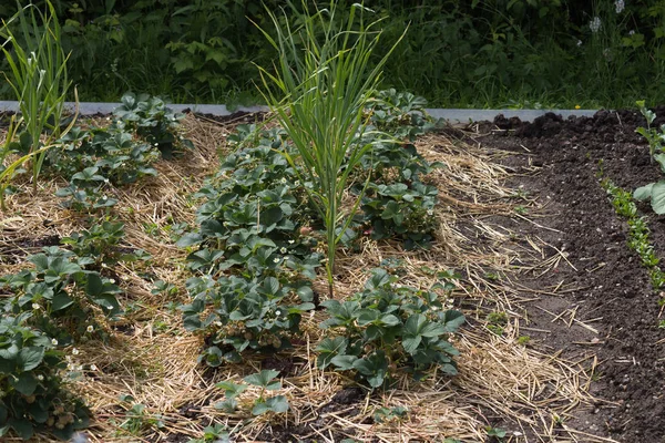 Dia Muito Ensolarado Junho Alemanha Sul Você Detalhes Cores Vegetais — Fotografia de Stock