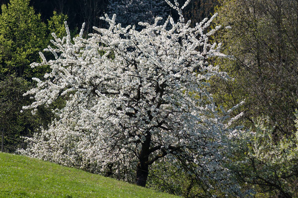 strong white bloom on green fields on a sunny spring day in south germany countryside