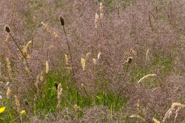 Día Muy Soleado Junio Sur Alemania Rosa Rosa Hierba Colord —  Fotos de Stock