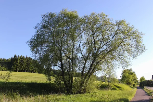 Einem Sehr Schönen Sonnigen Maitag Ende Mai Süddeutschland Strahlend Blauer — Stockfoto