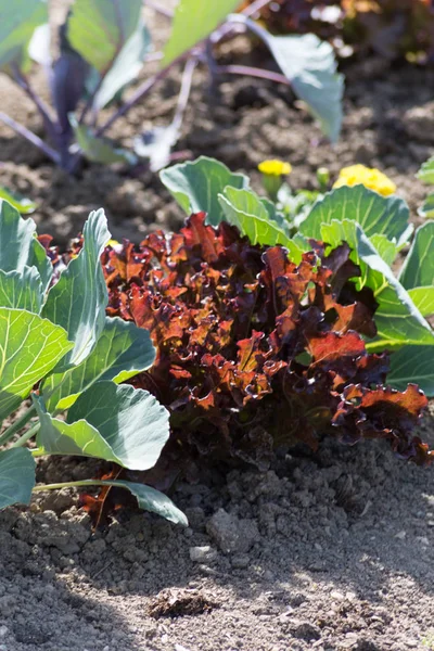 Dia Muito Ensolarado Junho Alemanha Sul Você Legumes Salada Flores — Fotografia de Stock