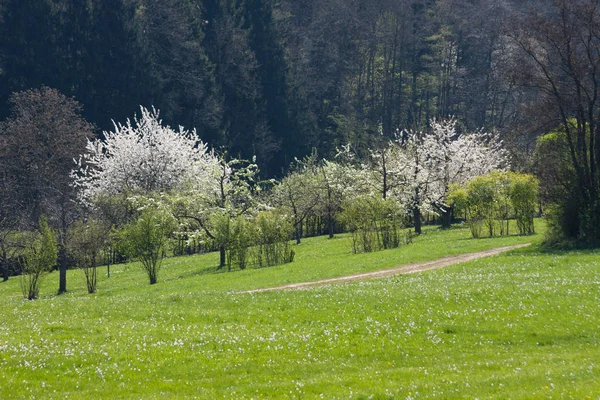 Fresh Blooming Trees Southern German Countryside — Stock Photo, Image