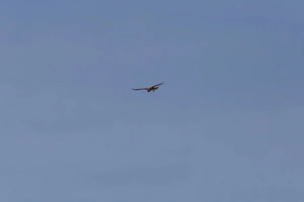 Día Muy Soleado Junio Sur Alemania Pájaro Vuelo Aire Cielo — Foto de Stock