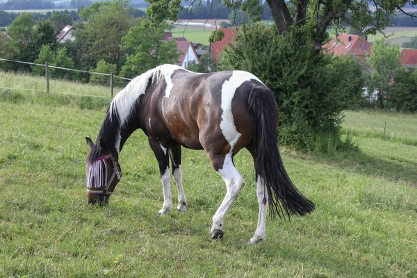 Slutet Kan Södra Tyskland Mycket Varm Temperatur Låt Häst Njuta — Stockfoto