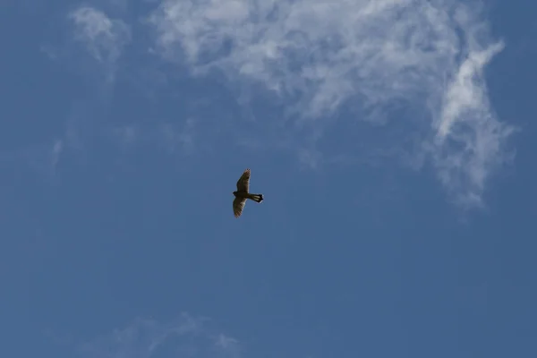 Día Muy Soleado Junio Sur Alemania Alondra Alto Del Cielo — Foto de Stock