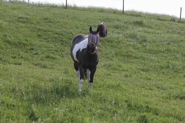 Final Maio Sul Alemanha Temperatura Muito Quente Deixe Cavalo Desfrutar — Fotografia de Stock