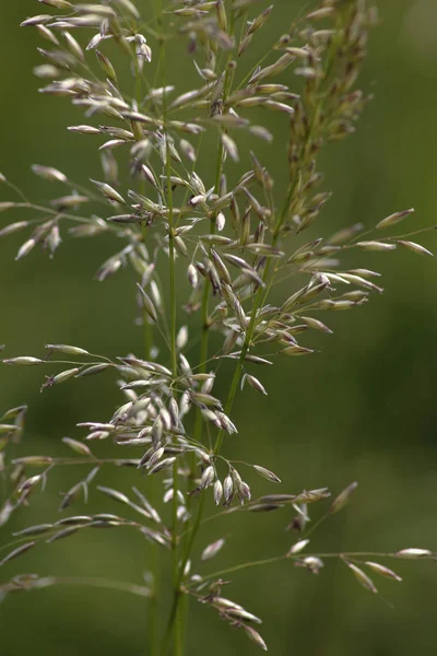 Een Zeer Zonnige Dag Zuid Duitsland Mei Ziet Planten Van — Stockfoto