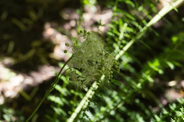 月に南ドイツの非常に晴れた日に ハーブや植物から影の回廊エリアの完全な庭の木の周辺の田園地帯を参照してください — ストック写真