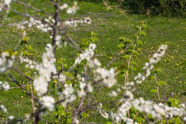 Bahar Beyaz Çiçek Açan Elma Ağaçlarında — Stok fotoğraf