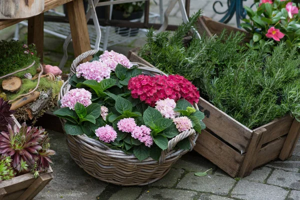 Trädgårdsskötsel Butik Med Färgglada Växter Och Användbara Föremål — Stockfoto