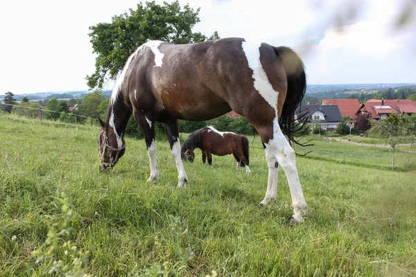 End May South Germany Very Hot Temperature Let Horse Enjoy — Stock Photo, Image