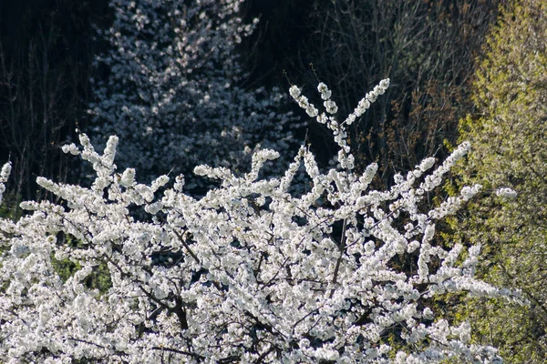 Manzanos Blancos Flor Primavera — Foto de Stock