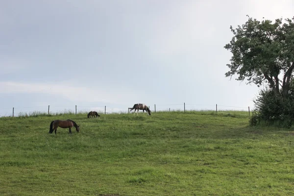 Final Maio Sul Alemanha Temperatura Muito Quente Deixe Cavalo Desfrutar — Fotografia de Stock