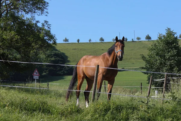 Día Muy Soleado Junio Sur Alemania Caballo Marrón Césped Verde —  Fotos de Stock