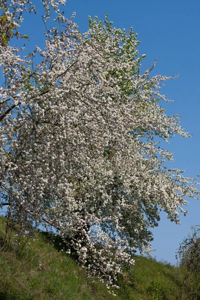 Fresh Blooming Trees Southern German Countryside — Stock Photo, Image