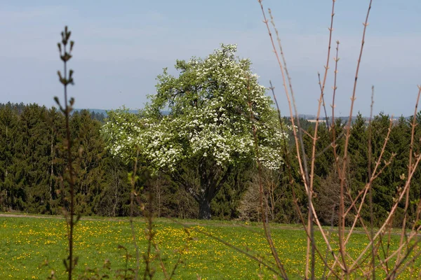 Fuerte Flor Blanca Campos Verdes Soleado Día Primavera Sur Alemania — Foto de Stock