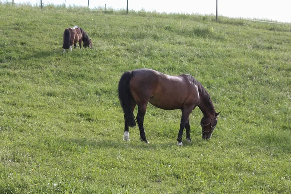 Final Maio Sul Alemanha Temperatura Muito Quente Deixe Cavalo Desfrutar — Fotografia de Stock