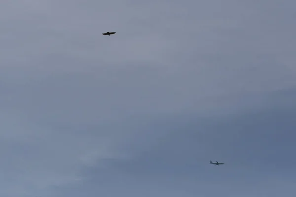 Einem Sehr Sonnigen Junitag Süddeutschland Sieht Man Vogel Flug Blauen — Stockfoto