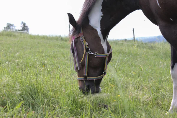 Ende Mai Süddeutschland Sehr Heiße Temperaturen Lassen Pferd Frisches Grünes — Stockfoto