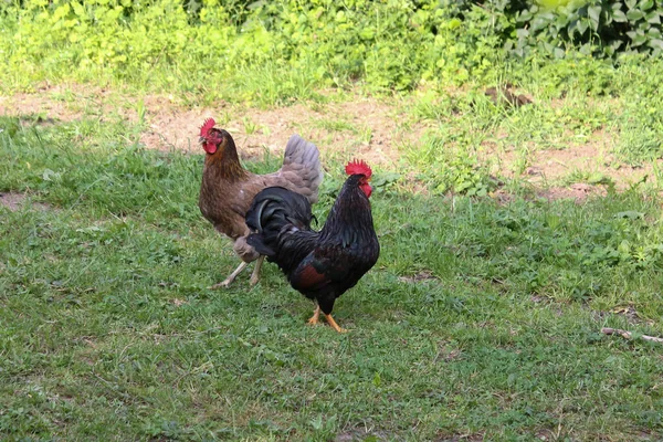 Very Sunny Day May South Germany You See Chickens Male — Stock Photo, Image