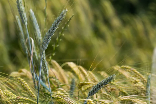 Nagyon Napos Dél Németország Júniusban Látod Kukorica Növények Zöld Olajbogyó — Stock Fotó