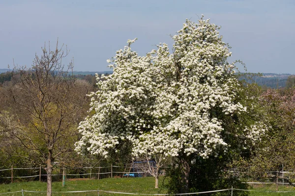 Fuerte Flor Blanca Campos Verdes Soleado Día Primavera Sur Alemania — Foto de Stock