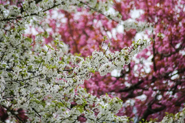 Alberi Fiore Primavera Nel Sud Della Germania — Foto Stock