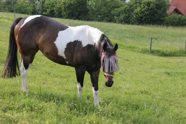 Ultimo Kan Zuid Duitsland Erg Warm Temperatuur Laten Paard Genieten — Stockfoto