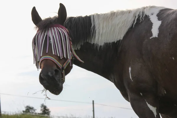 Final Mayo Sur Alemania Temperatura Muy Caliente Dejar Que Caballo —  Fotos de Stock