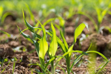 çok güneşli Güney Almanya'da sen Mısır kahverengi toprak ve mavi gökyüzü yukarıdaki bitkilerin görebilir miyim