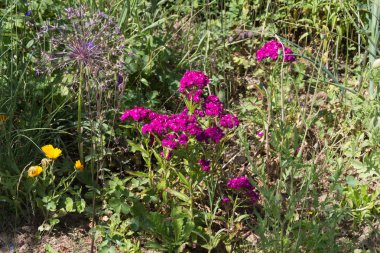 Sen görmek detayları ve çiftlik evinin Bahçe ambiente yazlık ülke çiçek renkleri harika turuncu kırmızı ve pembe ve mavi renkler ile Haziran ayında Güney Almanya çok güneşli bir günde