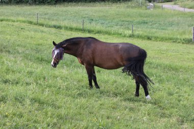 sonu Güney Almanya çok sıcak sıcaklık taze yeşil çim ve geniş melek Oda horizone, mavi gökyüzü zevk at izin verebilirim