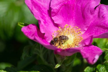çok güneşli Güney Almanya'da çiçek hibiskus güçlü hafifleyen renk izlenim arılar bal çiçek için besleyici ile görebilirsiniz ve tüm çiçekler güzellik pembe