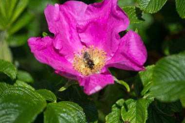çok güneşli Güney Almanya'da çiçek hibiskus güçlü hafifleyen renk izlenim arılar bal çiçek için besleyici ile görebilirsiniz ve tüm çiçekler güzellik pembe