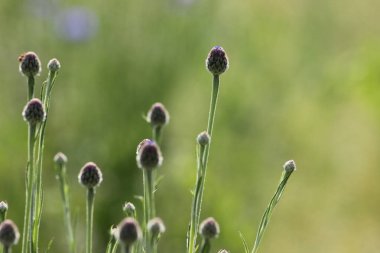 Haziran ayında Güney Almanya çok güneşli bir günde Mısır haşhaş kırmızı, pembe, mavi ve gül renk ve mavi gökyüzü yukarıdaki bkz:
