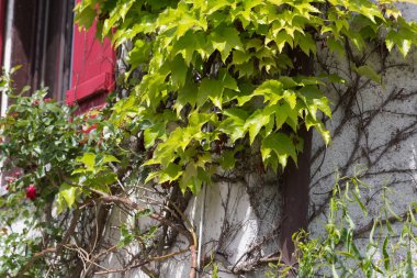 Haziran ayında Güney Almanya çok güneşli bir günde ayrıntıları ve yazlık ülke ev ön kapı ile bahçe sulama kutuları ve üzüm sarmaşık gibi için vintage dekorasyon renkleri görmek