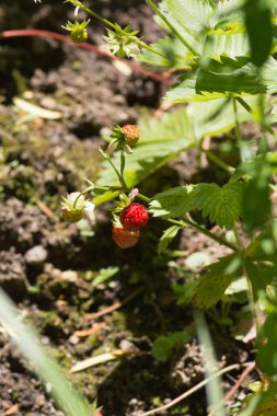 Haziran ayında Güney Almanya çok güneşli bir günde kırsal etrafında otlar ve bitkiler gölgesinden bir manastır bölgesinde Bahçe dolu ağaçları Bkz: