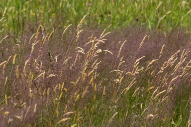 Haziran ayında Güney Almanya çok güneşli bir günde gül ve pembe mor colord çim alan Mısır arka planda önce ayrıntılı görmek