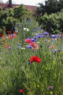 Haziran ayında Güney Almanya çok güneşli bir günde Mısır haşhaş kırmızı, pembe, mavi ve gül renk ve mavi gökyüzü yukarıdaki bkz: