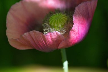 Haziran ayında Güney Almanya çok güneşli bir günde kırsal etrafında otlar ve bitkiler gölgesinden bir manastır bölgesinde Bahçe dolu ağaçları Bkz: