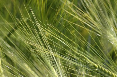 çok güneşli Güney Almanya'da sen kırpma tahıl ve tahıl büyüme yeşil renk ve mavi gökyüzü yukarıda olduğu gibi erken stadyumda bitkilerin görebilir miyim