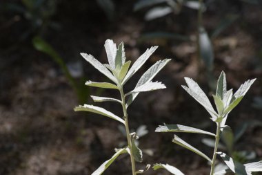 Haziran ayında Güney Almanya çok güneşli bir günde kırsal etrafında otlar ve bitkiler gölgesinden bir manastır bölgesinde Bahçe dolu ağaçları Bkz: