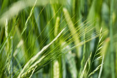çok güneşli Güney Almanya'da sen kırpma tahıl ve tahıl büyüme yeşil renk ve mavi gökyüzü yukarıda olduğu gibi erken stadyumda bitkilerin görebilir miyim
