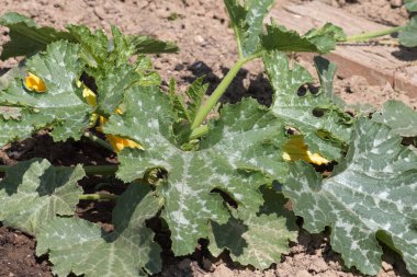 Sen görmek detayları ve renkleri çilek ve salata yeşil sebzeler ve Bahçe çiçekleri de Haziran ayında Güney Almanya çok güneşli bir günde