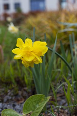 yağmur damlaları etkilerini çiçeği tarafından tamamen farklı görünüyor çiçek yağmurlu bir günde Güney Almanya görünümünde rokoko parkta