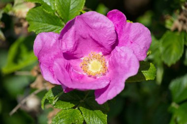çok güneşli Güney Almanya'da çiçek hibiskus güçlü hafifleyen renk izlenim arılar bal çiçek için besleyici ile görebilirsiniz ve tüm çiçekler güzellik pembe