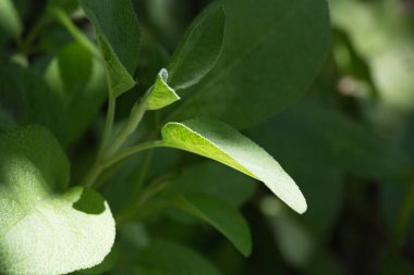 Haziran ayında Güney Almanya çok güneşli bir günde kırsal etrafında otlar ve bitkiler gölgesinden bir manastır bölgesinde Bahçe dolu ağaçları Bkz: